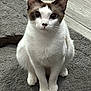 Gwen is registered to the contest to win money with this photo: animal, brown_markings, carpet, cat, closeup, curious, cute, domestic, ears, feline, flooring, foot, home, indoor, looking_up, pet, shoe, sitting, whiskers, white_fur