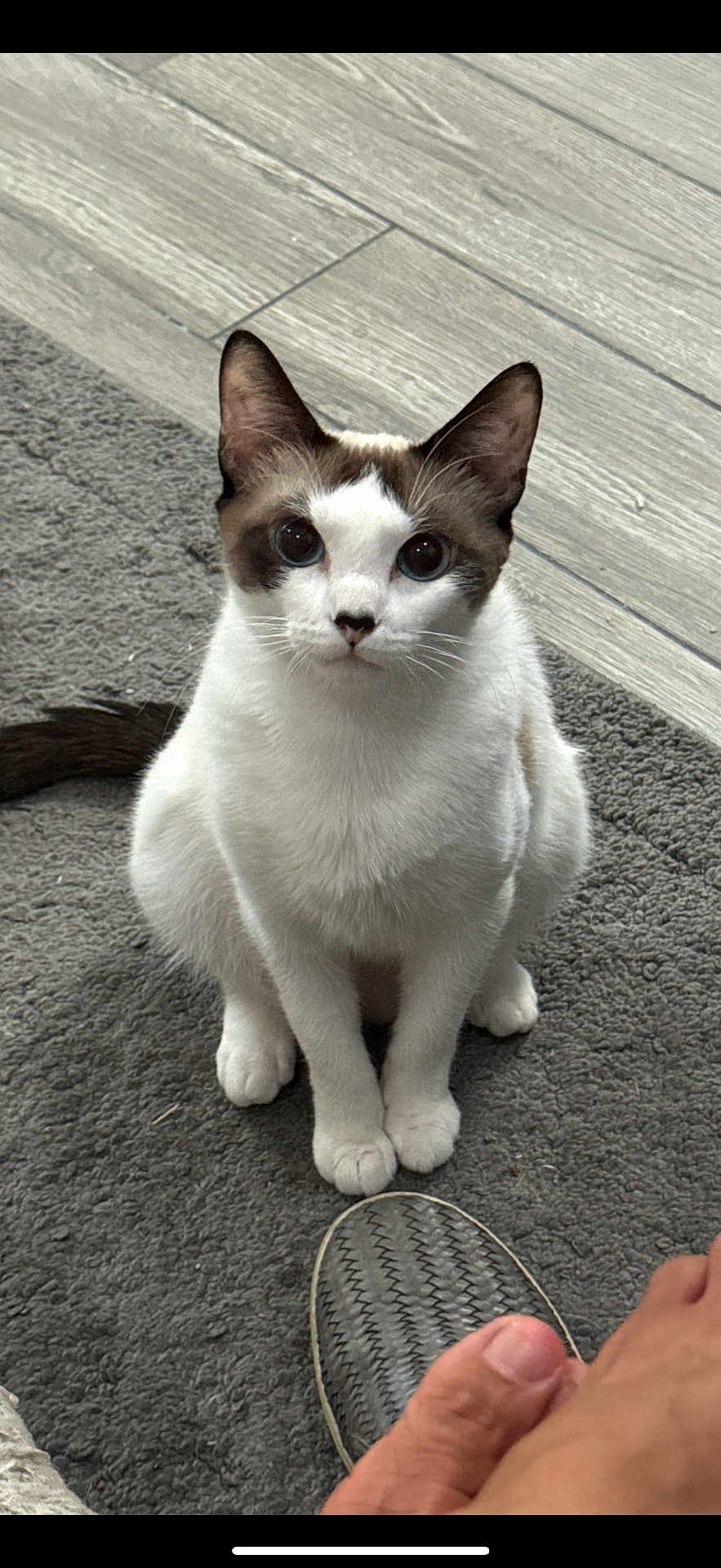 Gwen