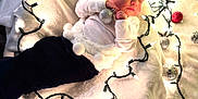 Aurora is registered to the contest to win money with this photo: baby, blanket, christmas_lights, christmas_tree, cozy, cute, decorations, festive, holiday, holiday_decor, infant, newborn, ornament, red_ornament, silver_ornament, sleeping, soft_texture, toddler, warm_light, white_clothing