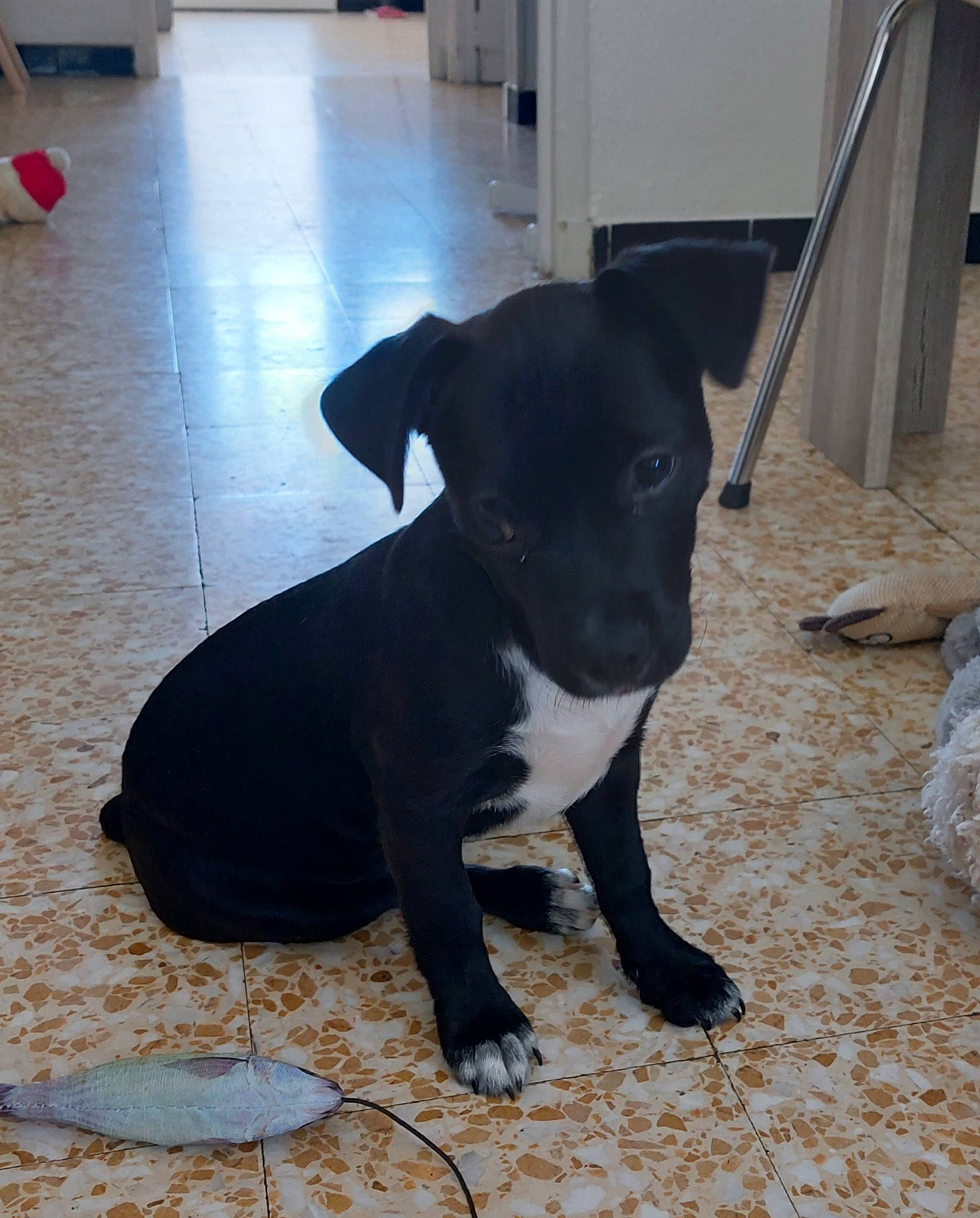 Manny participe au concours pour gagner de l'argent avec cette photo : borador, canidae, carnivore, collar, companion_dog, dog, dog_breed, dog_collar, fawn, flooring, fur, guard_dog, pet_supply, snout, sporting_group, tail, terrestrial_animal, toy_dog, whiskers, working_animal