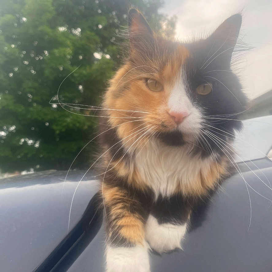 Kiki joined the competition — help win amazing prizes! abyssinian, alloywheel, angora, animal, car, carwheel, cat, kitten, machine, manx, person, pet, plant, sleeping, spoke, tire, transportation, tree, vehicle, wheel