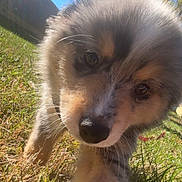 Mylo joined the competition — help win amazing prizes! puppy, dog, close_up, outdoor, grass, sunlight, blue_sky, animal, cute, fluffy, nose, fur, pet, young, nature, daylight, walking, curious, canine, playful