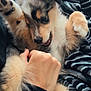Mylo joined the competition — help win amazing prizes! puppy, dog, playful, hands, furry, pet, cute, animal, snout, paw, mouth, blanket, zebra_pattern, cozy, fur, domestic_animal, indoor, petting, friendly, joyful