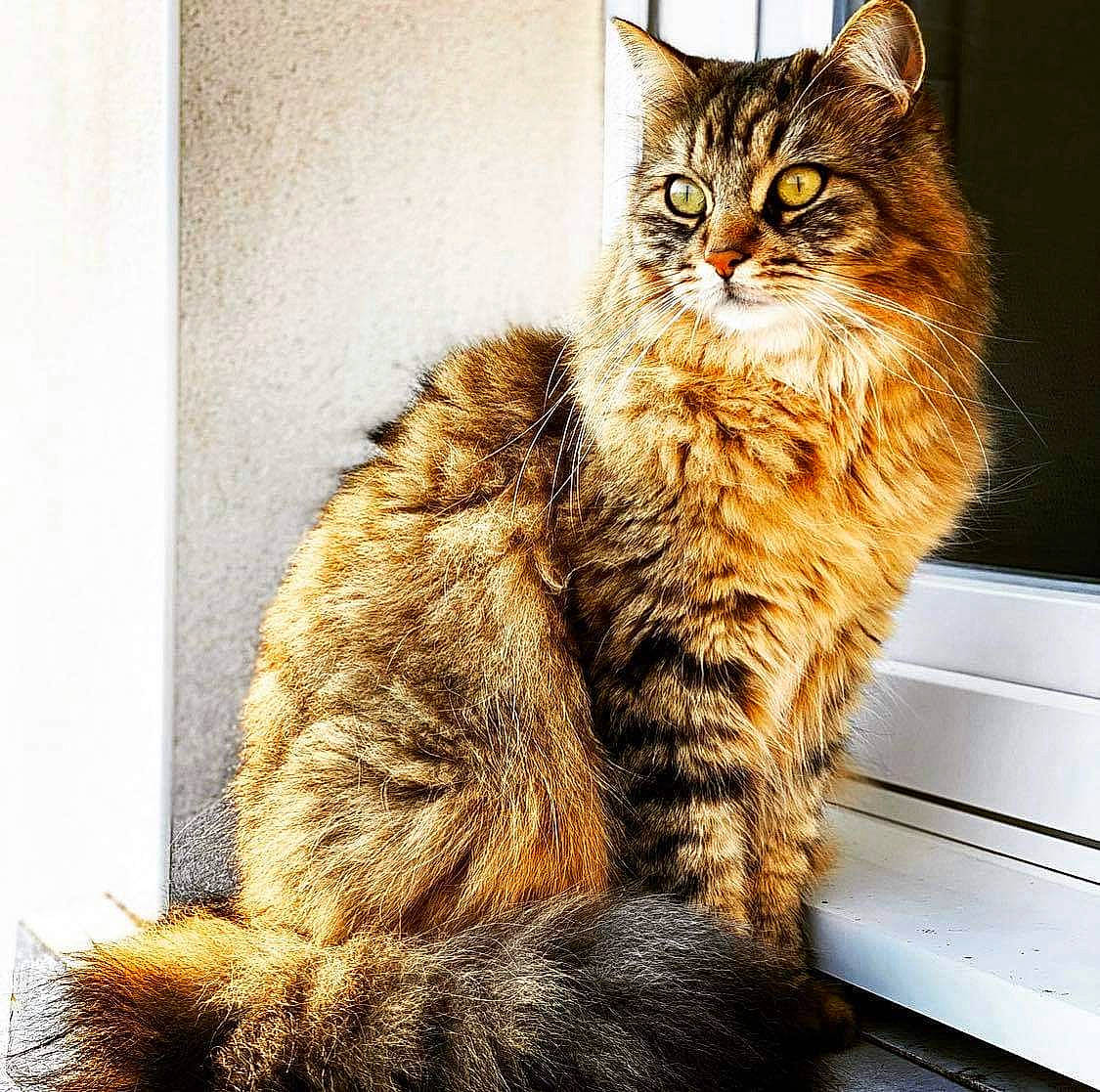 Boubou a rejoint le concours — aidez-le/la à gagner de superbes lots ! asian, carnivore, cat, dragon_li, european_shorthair, felidae, fur, kitten, maine_coon, mammal, pixie_bob, siberian, sitting, small_to_medium_sized_cats, snout, somali, tabby_cat, tail, whiskers, wild_cat