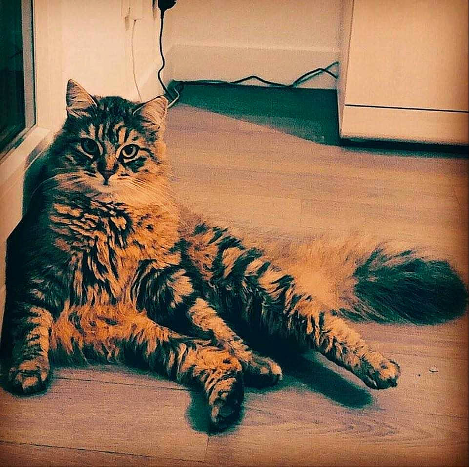 Boubou participe au concours pour gagner de l'argent avec cette photo : asian, carnivore, cat, claw, domestic_short_haired_cat, dragon_li, european_shorthair, felidae, fur, kitten, maine_coon, norwegian_forest_cat, paw, polydactyl_cat, siberian, small_to_medium_sized_cats, tabby_cat, tail, whiskers, wild_cat