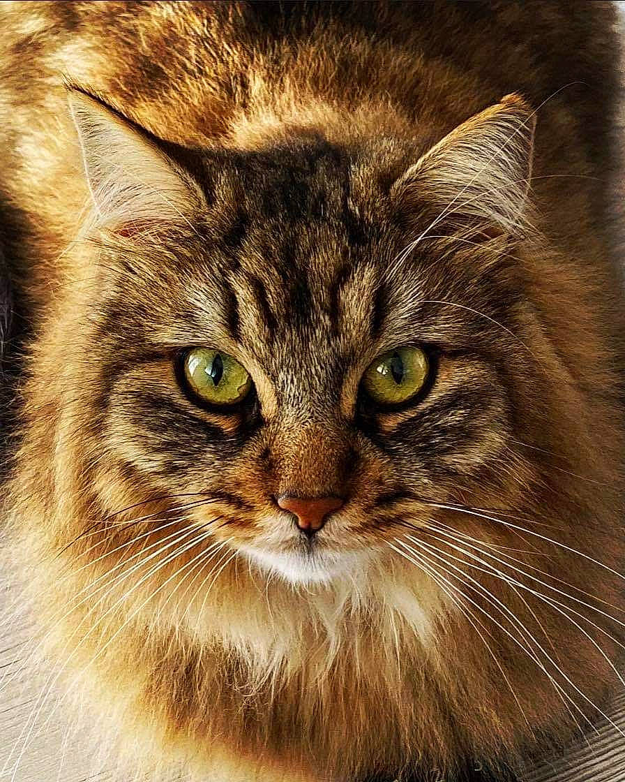 Boubou a rejoint le concours — aidez-le/la à gagner de superbes lots ! carnivore, cat, close_up, domestic_long_haired_cat, domestic_short_haired_cat, european_shorthair, eye, felidae, fur, maine_coon, mammal, norwegian_forest_cat, pixie_bob, siberian, small_to_medium_sized_cats, snout, somali, tabby_cat, vertebrate, whiskers