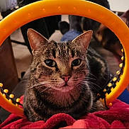 Nala participe au concours pour gagner de l'argent avec cette photo : cat, tabby, animal, pet, yellow_ring, blanket, cozy, indoor, fur, whiskers, ears, face, portrait, relaxed, cute, domestic, feline, looking_at_camera, soft_lighting, closeup