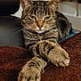 Nala a rejoint le concours — aidez-le/la à gagner de superbes lots ! cat, tabby_cat, feline, pet, animal, indoor, cozy, blanket, paws, crossed_paws, resting, fur, whiskers, closeup, relaxed, comfortable, home, leisure, portrait, mammal