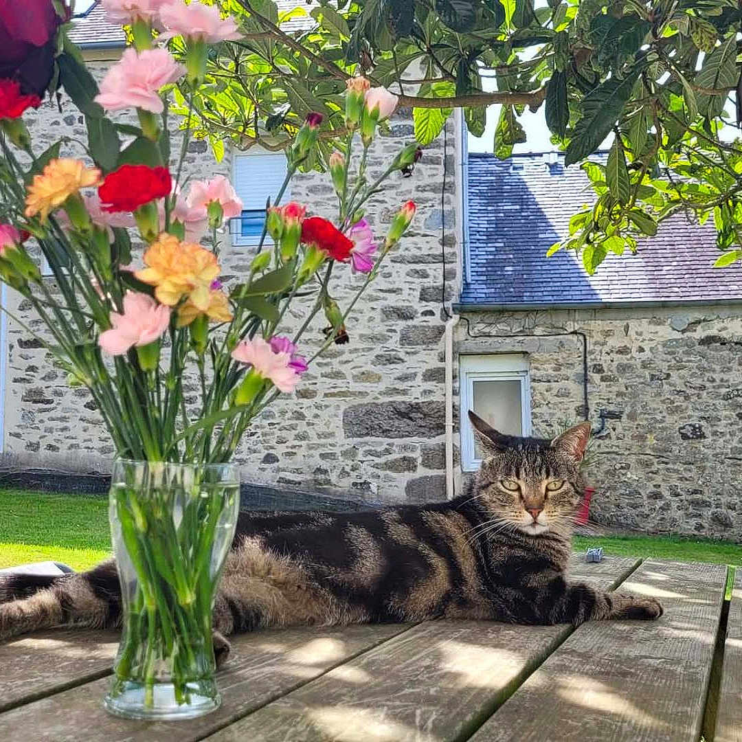 Nala a rejoint le concours — aidez-le/la à gagner de superbes lots ! animal, cat, daylight, flower_vase, flowers, garden, grass, greenery, leaves, nature, outdoor, pet, relaxed, roof, shadows, stone_building, sunlight, tabby, window, wooden_table