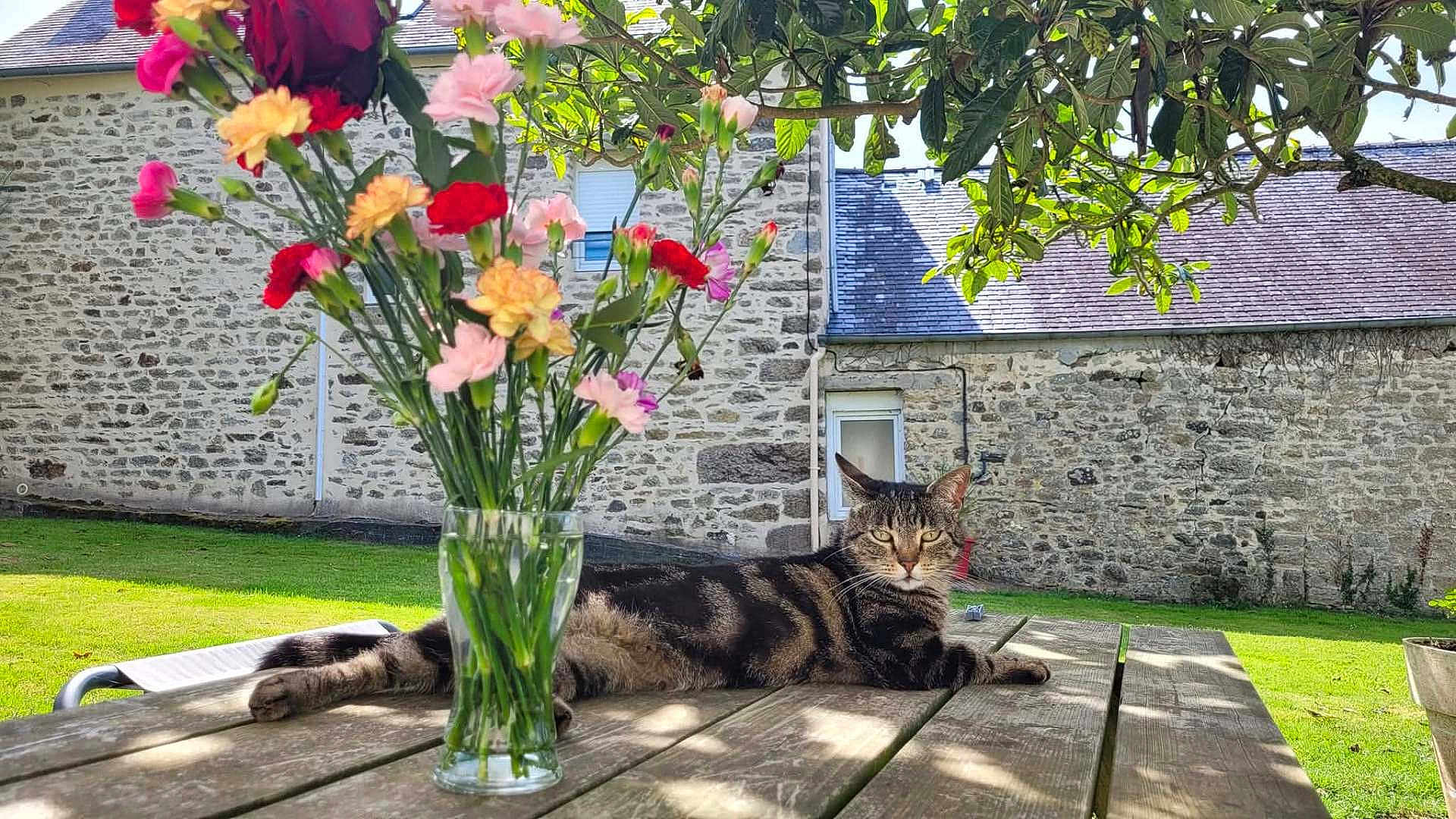 Nala a rejoint le concours — aidez-le/la à gagner de superbes lots ! cat, tabby, flower_vase, flowers, wooden_table, garden, grass, stone_building, outdoor, sunlight, greenery, relaxed, animal, pet, nature, daylight, leaves, window, roof, shadows