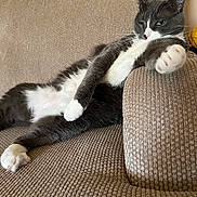 Fallafel joined the competition — help win amazing prizes! animal, brown, cat, close_up, comfort, couch, cozy, domestic_animal, feline, fur, furniture, household, indoor, laying_down, paw, pet, relaxed, resting, tuxedo_cat, whiskers
