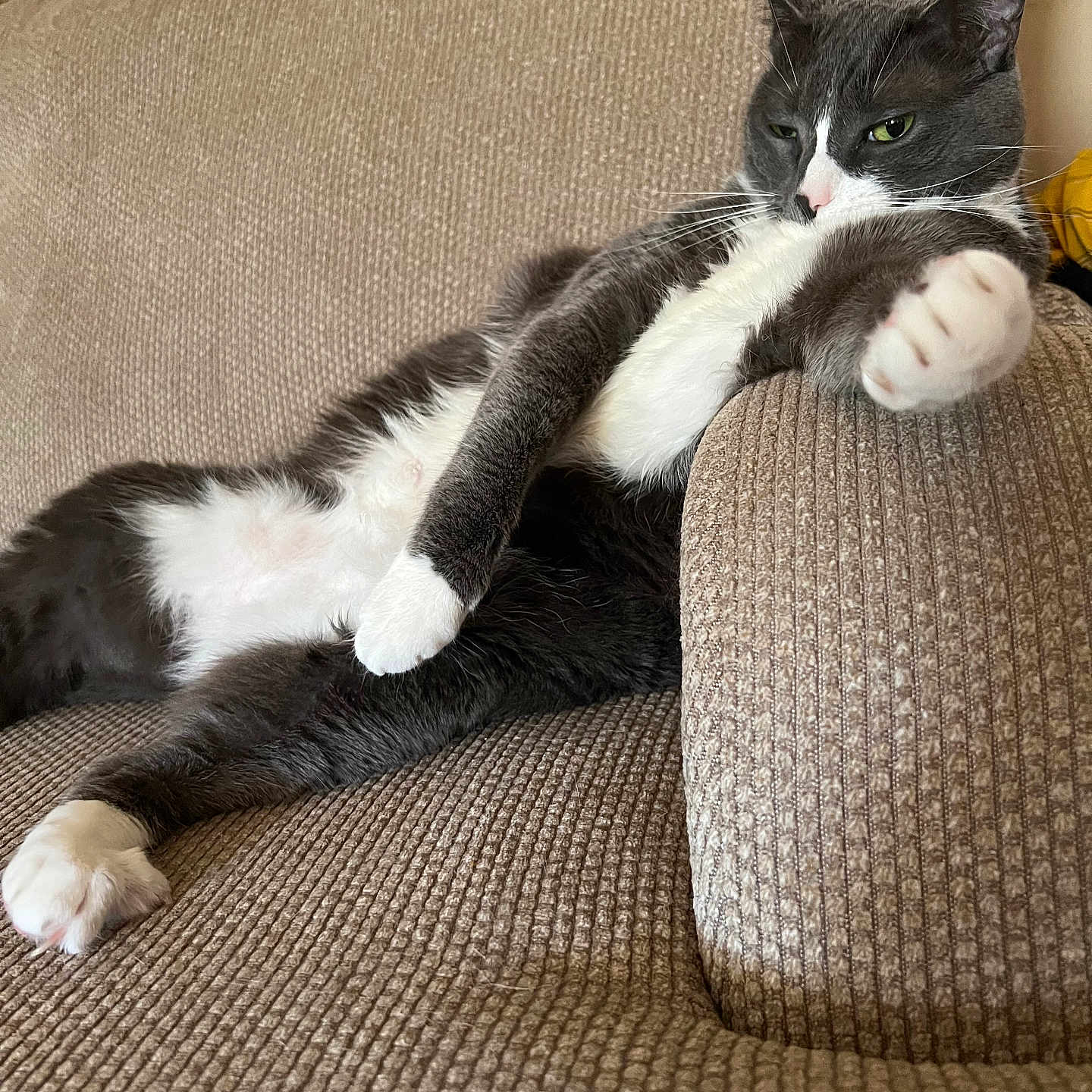 Fallafel joined the competition — help win amazing prizes! animal, brown, cat, close_up, comfort, couch, cozy, domestic_animal, feline, fur, furniture, household, indoor, laying_down, paw, pet, relaxed, resting, tuxedo_cat, whiskers