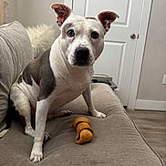 Dot Jackson is registered to the contest to win money with this photo: dog, pet, indoor, couch, chew_bone, white_dog, gray_dog, curious, alert, canine, fur, floor, door, home_interior, furniture, animal, paw, sitting, looking, closeup