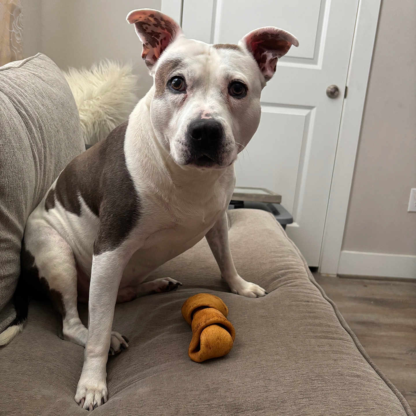 Dot Jackson is registered to the contest to win money with this photo: alert, animal, canine, chew_bone, closeup, couch, curious, dog, door, floor, fur, furniture, gray_dog, home_interior, indoor, looking, paw, pet, sitting, white_dog