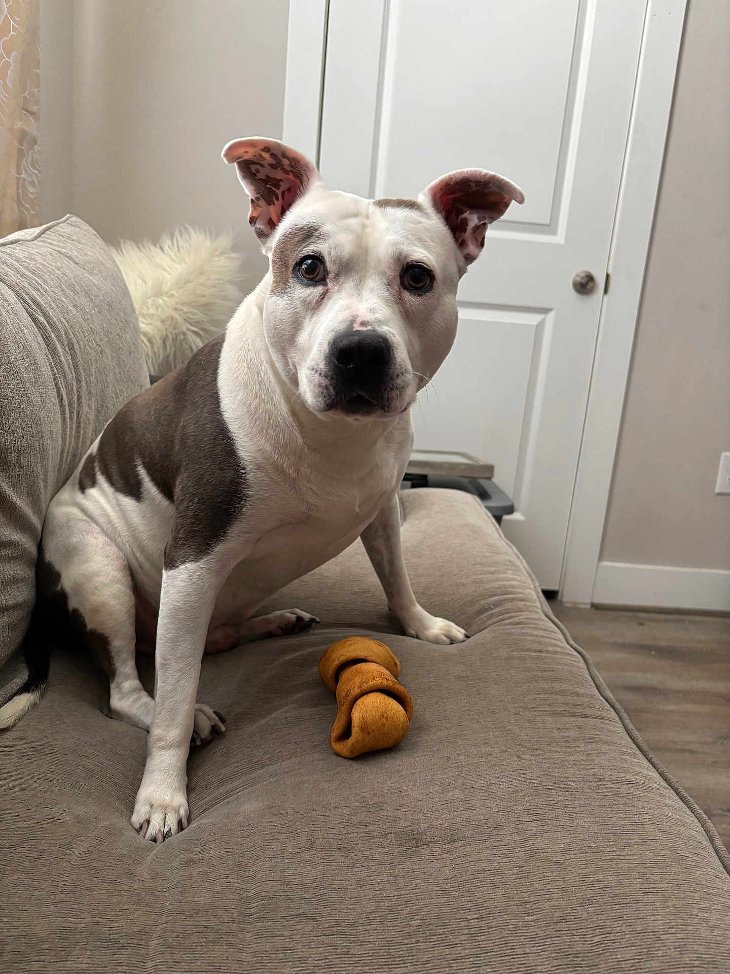 Dot Jackson is registered to the contest to win money with this photo: dog, pet, indoor, couch, chew_bone, white_dog, gray_dog, curious, alert, canine, fur, floor, door, home_interior, furniture, animal, paw, sitting, looking, closeup