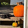 animal, autumn, black_cat, cat, daytime, fall, gourd, green, leaves, nature, orange, outdoor, pet, pumpkin, relaxing, rustic, shadow, still_life, sunlight, wooden_porch