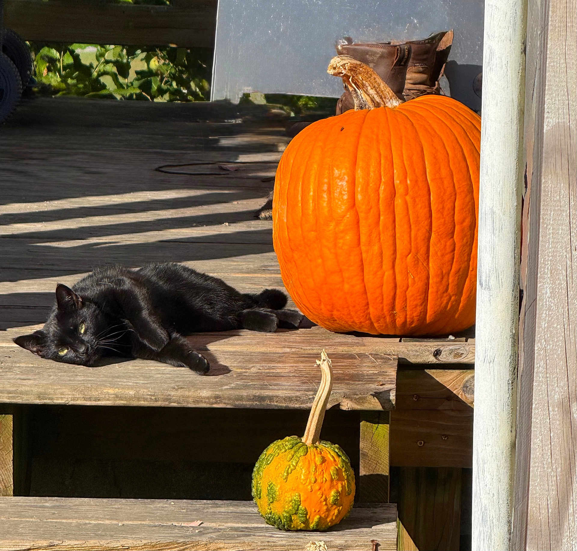 Moon is registered to the contest to win money with this photo: animal, autumn, black_cat, cat, daytime, fall, gourd, green, leaves, nature, orange, outdoor, pet, pumpkin, relaxing, rustic, shadow, still_life, sunlight, wooden_porch