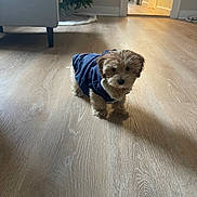 Jack joined the competition — help win amazing prizes! dog, puppy, indoor, wooden_floor, jacket, small_dog, pet, cozy, curious, floor, furniture, christmas_tree, decor, home, brown_fur, light, shadow, cute, animal, living_room
