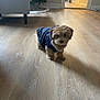 dog, puppy, indoor, wooden_floor, jacket, small_dog, pet, cozy, curious, floor, furniture, christmas_tree, decor, home, brown_fur, light, shadow, cute, animal, living_room
