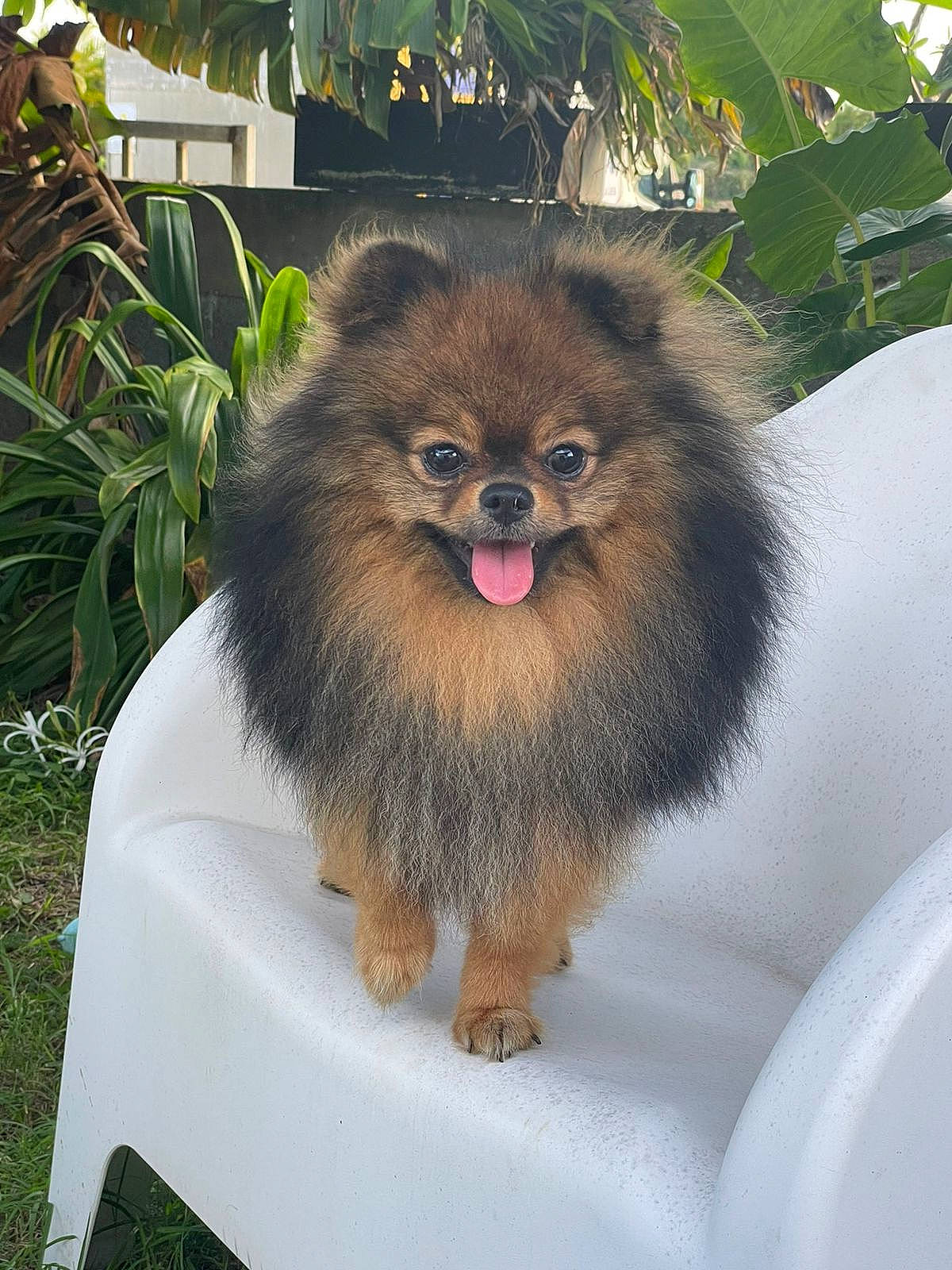 Kooky a rejoint le concours — aidez-le/la à gagner de superbes lots ! ancient_dog_breeds, canidae, companion_dog, dog_breed, fawn, fur, grass, hair, liver, plant, primate, snout, terrestrial_animal, whiskers, wildlife, working_animal