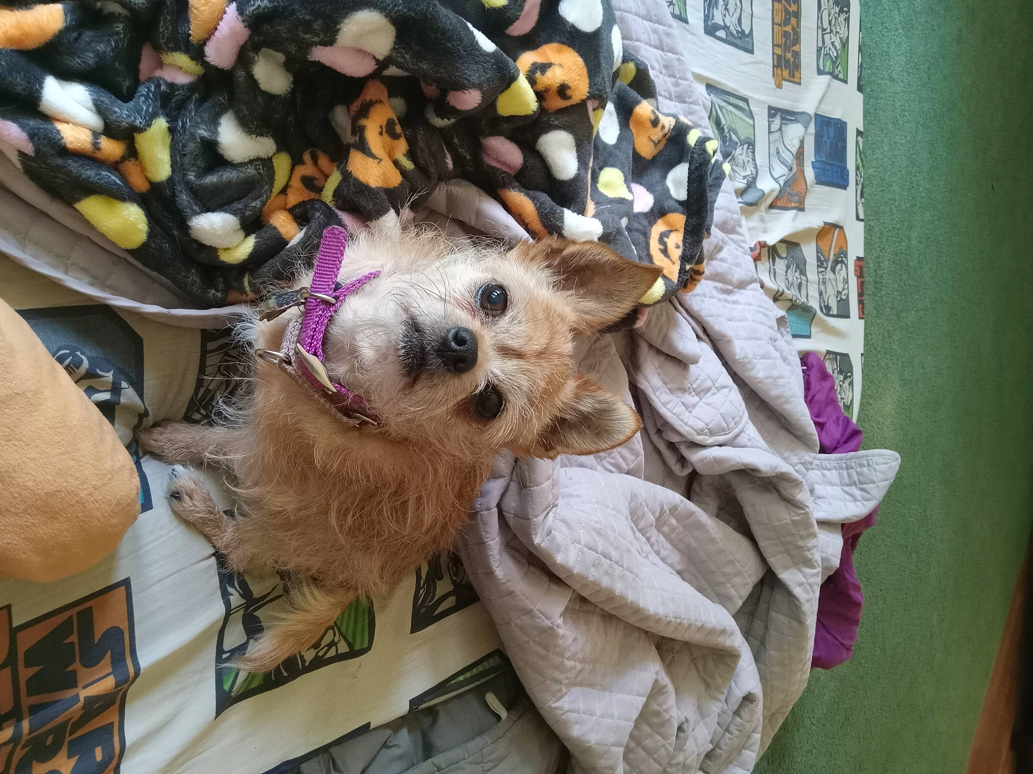 Coco Bean is registered to the contest to win money with this photo: canidae, carnivore, companion_dog, dog_breed, dog_clothes, dog_supply, fashion_accessory, fawn, fur, holiday, pattern, pet_supply, plush, radio, room, sporting_group, stuffed_toy, toy, toy_dog, working_animal