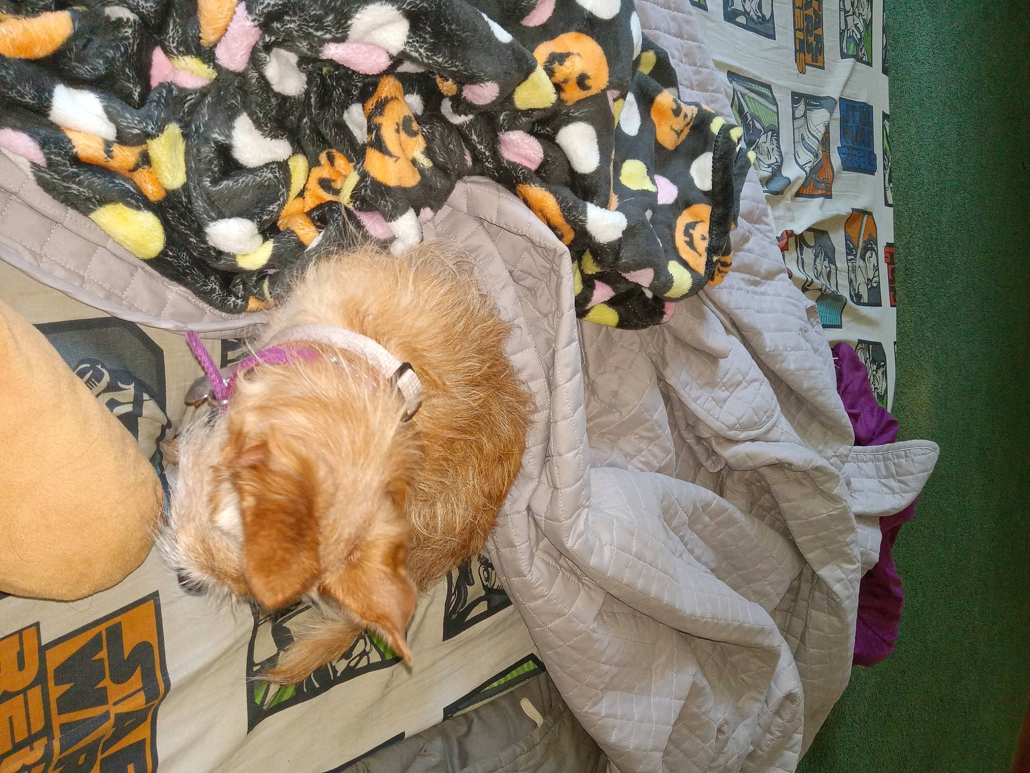 Coco Bean is registered to the contest to win money with this photo: bag, carnivore, cat, companion_dog, domestic_short_haired_cat, fashion_accessory, fawn, felidae, fur, linens, pattern, room, small_to_medium_sized_cats, stuffed_toy, tail, textile, toy, visual_arts, whiskers