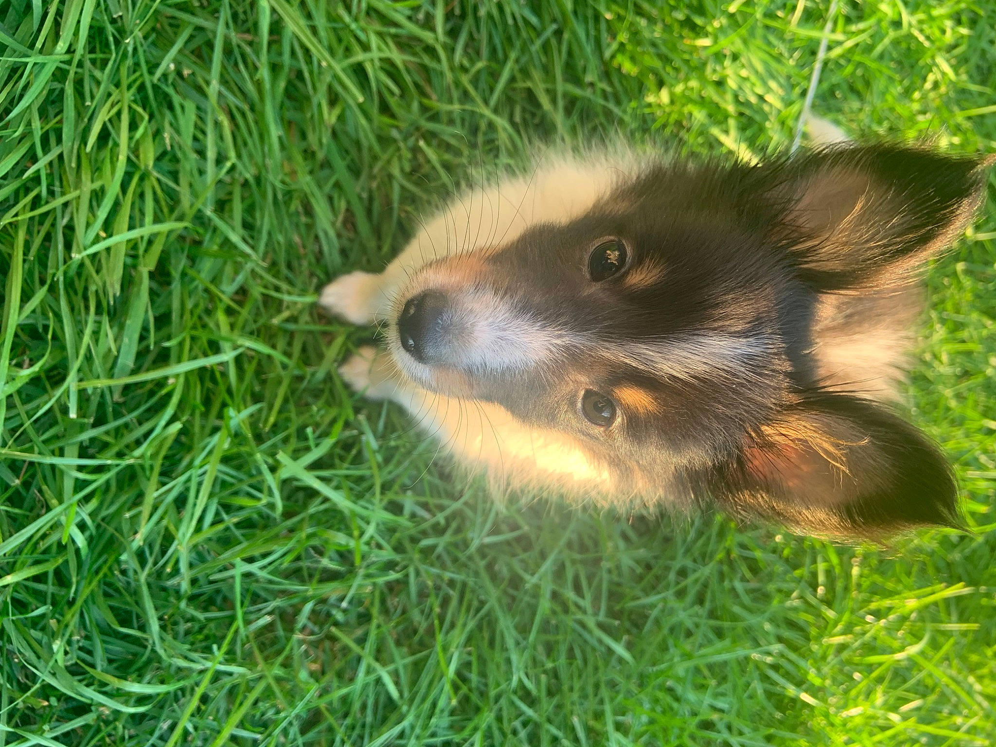 Luka joined the competition — help win amazing prizes! carnivore, companion_dog, dog, dog_breed, east_european_shepherd, fur, german_shepherd_dog, grass, groundcover, herding_dog, old_german_shepherd_dog, paw, plant, snout, tail, terrestrial_animal, whiskers, wildlife, working_dog