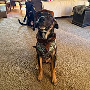 Chase joined the competition — help win amazing prizes! dog, pet, indoor, carpet, living_room, furniture, couch, chair, hat, bandana, camouflage, brown, black, sitting, cute, animal, domestic_animal, floor, relaxed, home