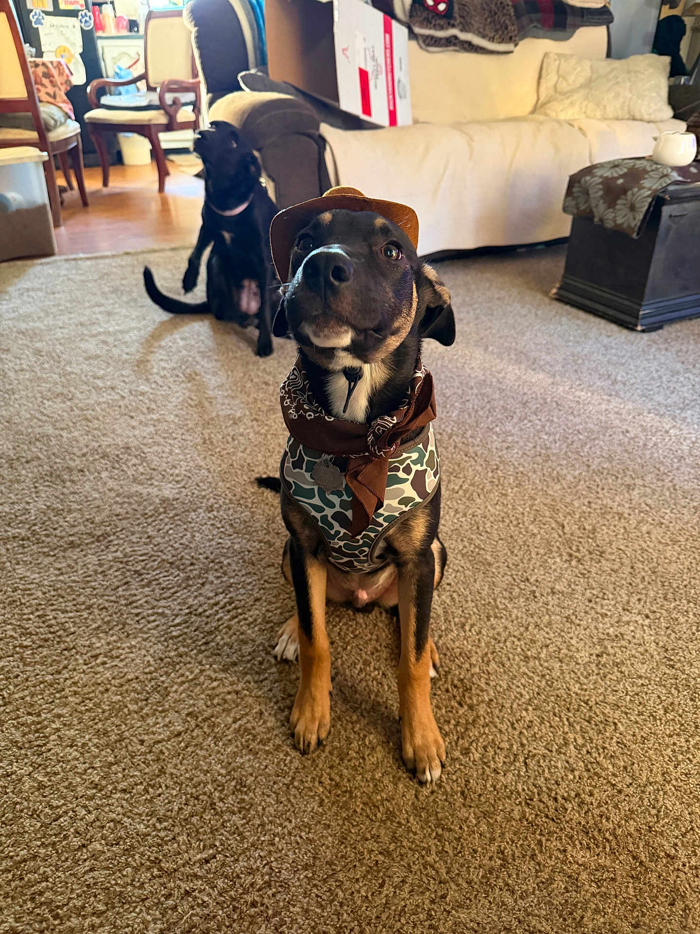 Chase joined the competition — help win amazing prizes! dog, pet, indoor, carpet, living_room, furniture, couch, chair, hat, bandana, camouflage, brown, black, sitting, cute, animal, domestic_animal, floor, relaxed, home
