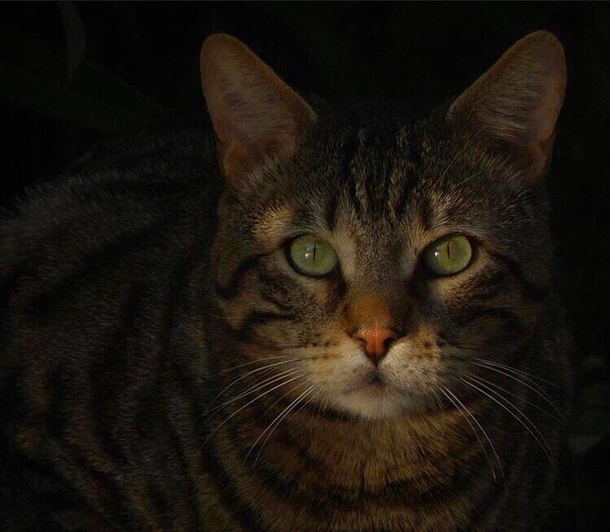 Tigrou a rejoint le concours — aidez-le/la à gagner de superbes lots ! art, brown, carnivore, cat, darkness, domestic_short_haired_cat, felidae, fur, illustration, painting, small_to_medium_sized_cats, snout, terrestrial_animal, visual_arts, whiskers, window, wood