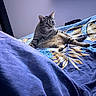 Titi a rejoint le concours — aidez-le/la à gagner de superbes lots ! cat, tabby_cat, striped_fur, feline, pet, animal, bed, bedroom, bedding, blanket, patterned_fabric, lounging, sitting, relaxed, stretched_leg, whiskers, pointed_ears, indoor, portrait, blue_tones