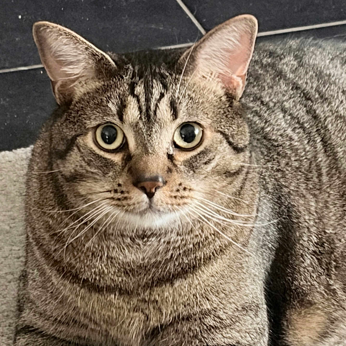 Titi