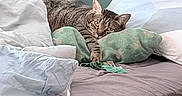 Titi a rejoint le concours — aidez-le/la à gagner de superbes lots ! cat, tabby_cat, pet, animal, sleeping, lounging, bed, bedroom, pillows, blanket, bedding, green_pillow, white_sheets, indoors, home, relaxed, striped_fur, paw, portrait, cozy