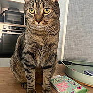 Titi a rejoint le concours — aidez-le/la à gagner de superbes lots ! cat, tabby_cat, pet, animal, portrait, close_up, sitting, indoors, wooden_table, golden_eyes, whiskers, ears, striped_fur, brown_fur, serious_expression, books, electronics, home, sharp_focus, photography