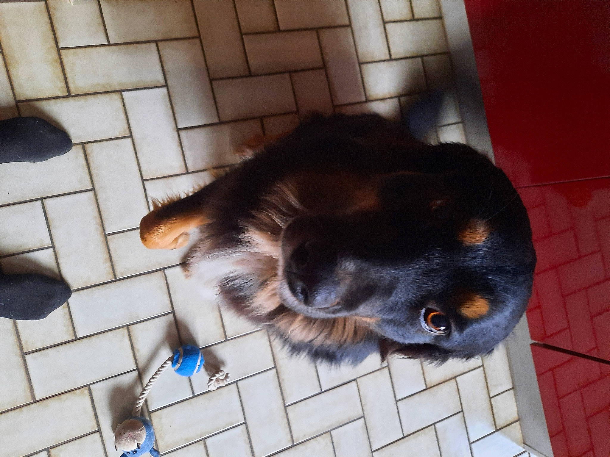 Shanna a rejoint le concours — aidez-le/la à gagner de superbes lots ! canidae, carnivore, claw, collar, companion_dog, dog, dog_breed, fawn, floor, flooring, fur, liver, paw, pet_supply, small_to_medium_sized_cats, snout, sporting_group, tail, whiskers, working_animal