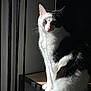 abyssinian, angora, animal, bookcase, box, cat, closet, computer, cupboard, drawer, electronics, furniture, hardwood, kitten, manx, pet, plywood, shelf, siamese, wood