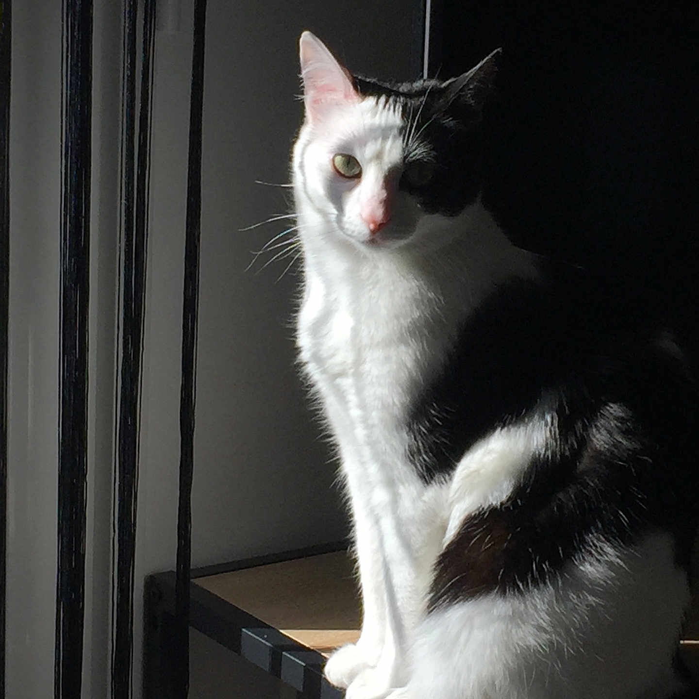 Papatte participe au concours pour gagner de l'argent avec cette photo : abyssinian, angora, animal, bookcase, box, cat, closet, computer, cupboard, drawer, electronics, furniture, hardwood, kitten, manx, pet, plywood, shelf, siamese, wood