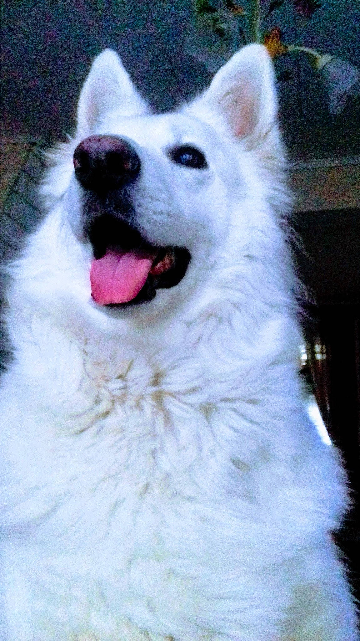 Jade a rejoint le concours — aidez-le/la à gagner de superbes lots ! ancient_dog_breeds, canidae, carnivore, collar, companion_dog, dog, dog_breed, eye, fang, fur, jaw, non_sporting_group, samoyed, snout, sporting_group, terrestrial_animal, volpino_italiano, whiskers, working_animal, working_dog