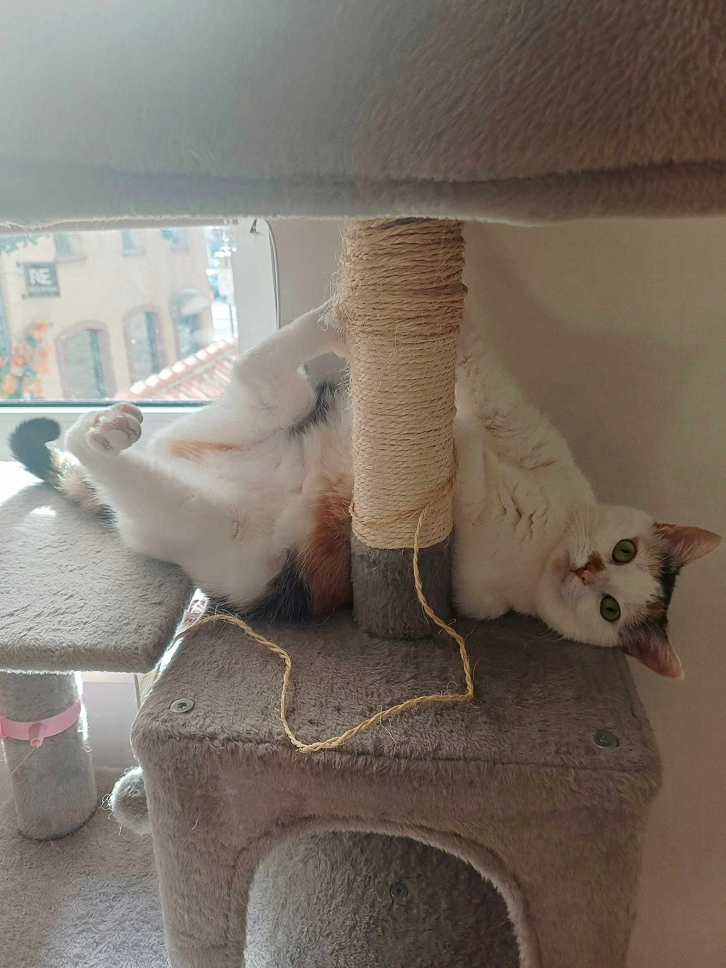 Odile a rejoint le concours — aidez-le/la à gagner de superbes lots ! cat, cat_tree, scratching_post, indoor, pet, feline, cozy, curious, green_eyes, fur, window, sunlight, relaxed, playful, paws, animal, household, resting, cute, whiskers