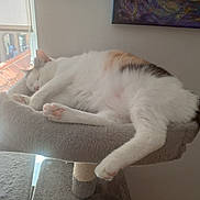 Odile a rejoint le concours — aidez-le/la à gagner de superbes lots ! cat, sleeping, cat_tree, indoor, window, sunlight, feline, pet, cozy, resting, white_fur, calico, paw, tail, soft_texture, home, relaxation, daylight, quiet, comfortable