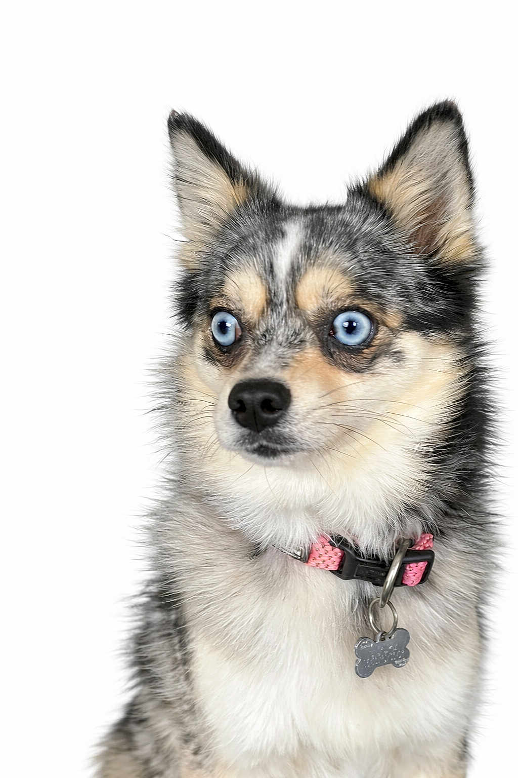 Ulcka a rejoint le concours — aidez-le/la à gagner de superbes lots ! alert, animal, blue_eyes, canine, close_up, collar, cute, dog, domestic_animal, fluffy, fur, looking_away, mixed_breed, pet, pink_collar, portrait, small_dog, studio_shot, tag, white_background