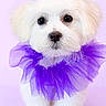 puppy, dog, white_dog, fluffy, cute, pet, purple_bow, purple_collar, tulle, adorable, portrait, studio, isolated, background, animal, small_dog, looking_at_camera, pet_accessory, soft_lighting, indoor