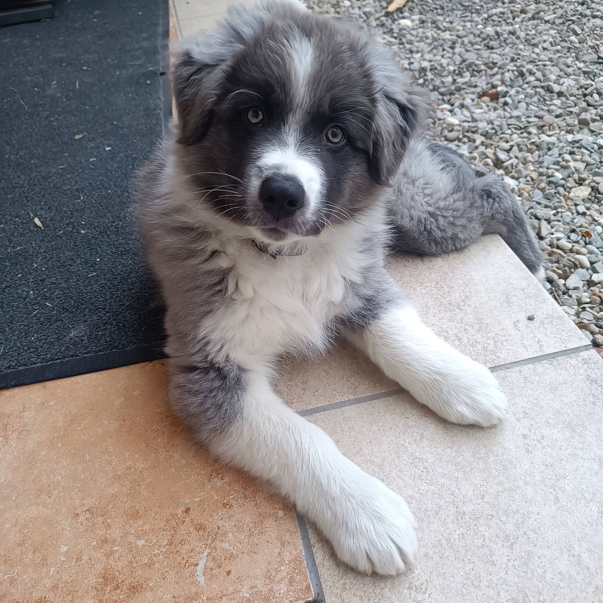 Locky a rejoint le concours — aidez-le/la à gagner de superbes lots ! asphalt, bored, canidae, carnivore, companion_dog, dog, dog_breed, fur, herding_dog, road_surface, sporting_group, terrestrial_animal, whiskers, working_animal, working_dog