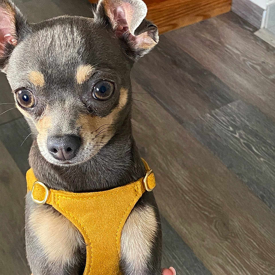 Taya participe au concours pour gagner de l'argent avec cette photo : animal, bulldog, canine, chihuahua, dog, hardwood, hound, indoors, interiordesign, person, pet, plywood, puppy, slate, snout, stainedwood, terrier, wood