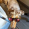animal, canine, cool, dog, domestic, door, eyewear, floor, golden_fur, head, house, indoor, light, looking_up, pet, reflection, shades, shadow, sunglasses, tile