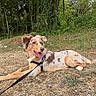 Vinci participe au concours pour gagner de l'argent avec cette photo : animal, brown, canine, dog, forest, fur, grass, happy, leash, lying_down, nature, outdoor, park, pet, spotted, summer, sunlight, tongue_out, trees, white
