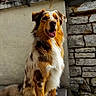 animal, australian_shepherd, background, canine, dog, ears, expression, fur, happy, nose, outdoor, paw, pet, plaster_wall, portrait, sitting, stone_wall, sunlight, tail, tongue_out