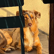 Vinci a rejoint le concours — aidez-le/la à gagner de superbes lots ! animal, calm, canine, chair, dog, floor, fur, golden, home, indoor, peaceful, pet, portrait, quiet, relaxing, resting, seated, shadow, sunlight, tile