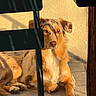 animal, calm, canine, chair, dog, floor, fur, golden, home, indoor, peaceful, pet, portrait, quiet, relaxing, resting, seated, shadow, sunlight, tile