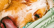 Vinci a rejoint le concours — aidez-le/la à gagner de superbes lots ! animal, blanket, brown, canine, close_up, cute, dog, face, fur, indoor, lying_down, mouth, nose, pet, playful, relaxed, resting, texture, toy, white